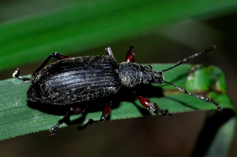 Phyllobius-glaucus-02-fws