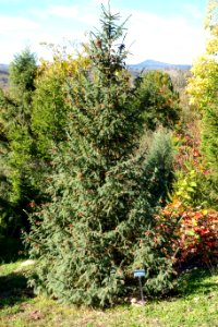 Picea purpurea - Quarryhill Botanical Garden - DSC03479