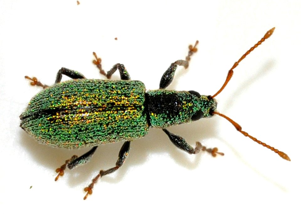 Phyllobius-argentatus-06-fws