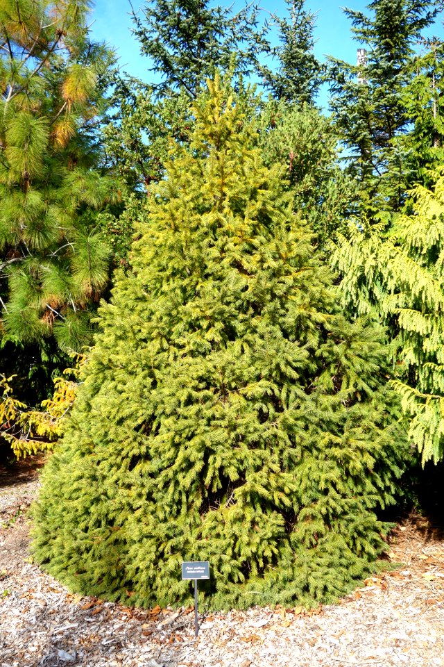 Picea smithiana - Mendocino Coast Botanical Gardens - DSC02061