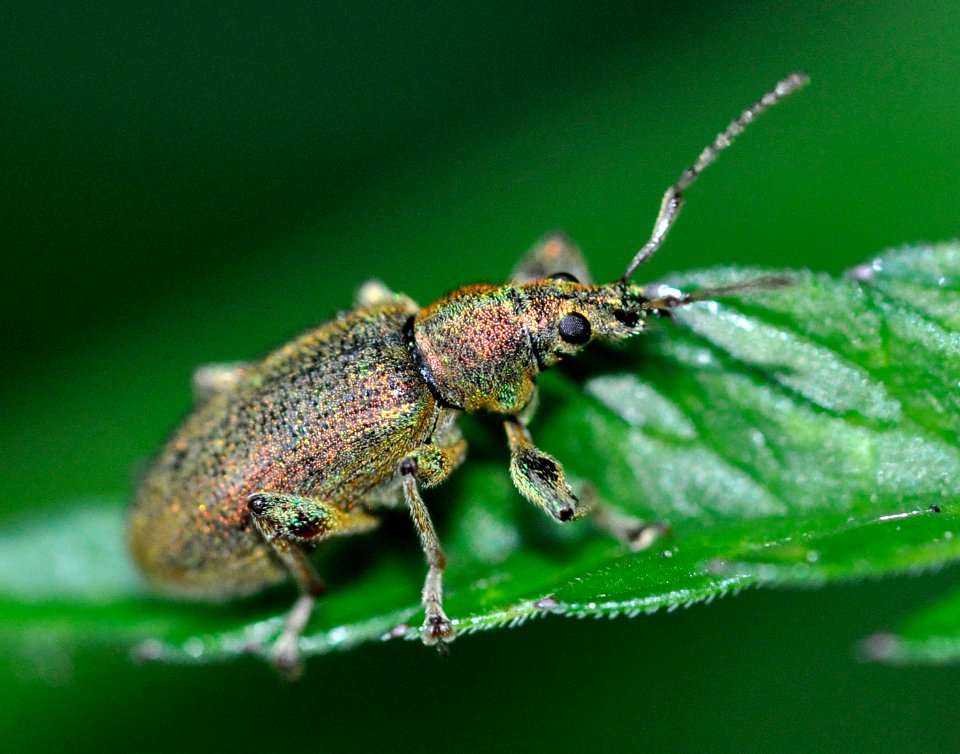 Phyllobius-argentatus-02-fws