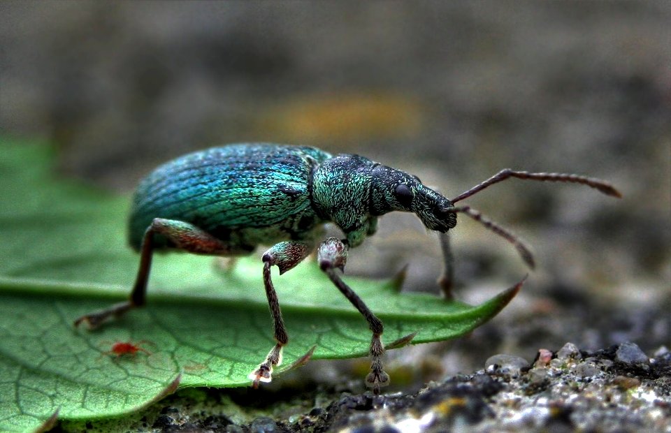 Phyllobius arborator - Grünrüssler