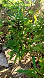 Phyllanthus conjugatus var. ducosensis
