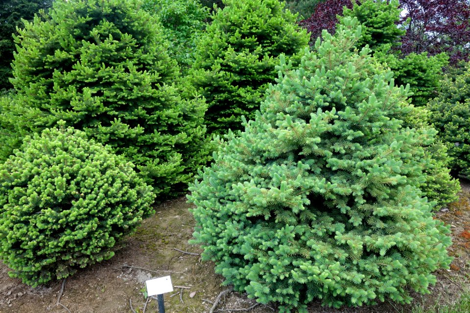 Picea pungens - witch's broom seedlings - Stanley M. Rowe Arboretum - DSC03514