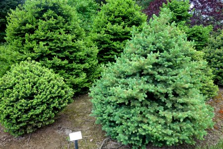 Picea pungens - witch's broom seedlings - Stanley M. Rowe Arboretum - DSC03514