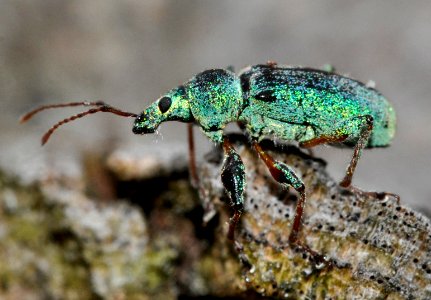 Phyllobius-arborator-17-fws