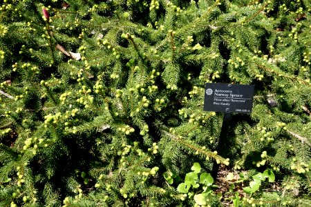 Picea abies 'Acrocona' - Morris Arboretum - DSC00452