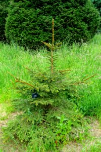 Picea koyamae - Hillier Gardens - Romsey, Hampshire, England - DSC04397