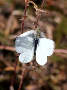 Pieris napi Haukipudas Oulu 20190804 03