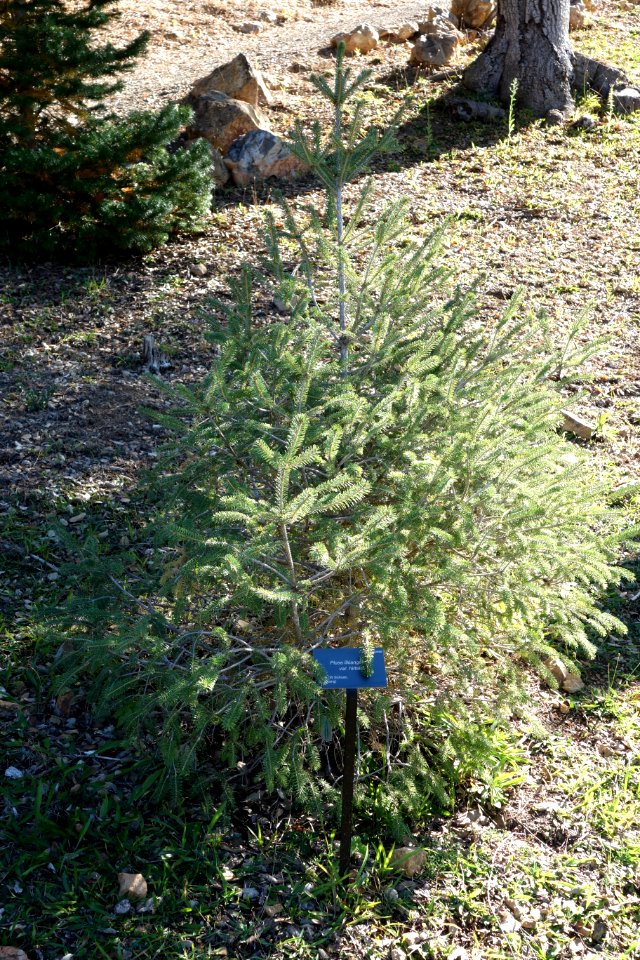 Picea likiangensis var. hirtella - Quarryhill Botanical Garden - DSC03469