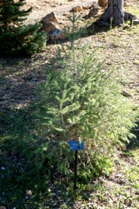 Picea likiangensis var. hirtella - Quarryhill Botanical Garden - DSC03469