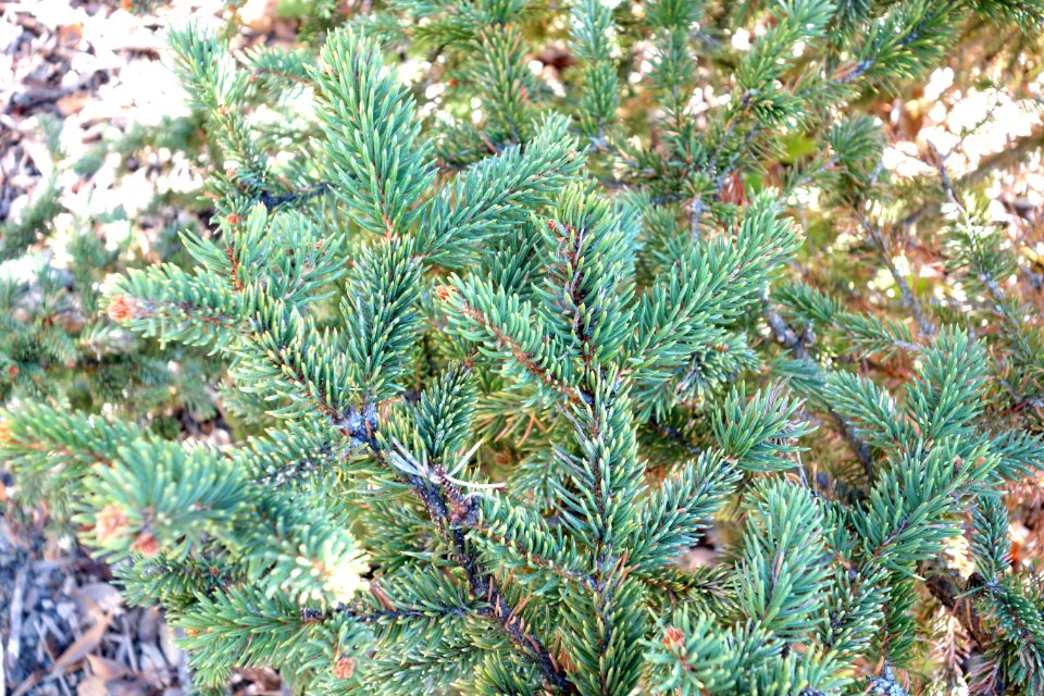 Picea asperata - Quarryhill Botanical Garden - DSC03608