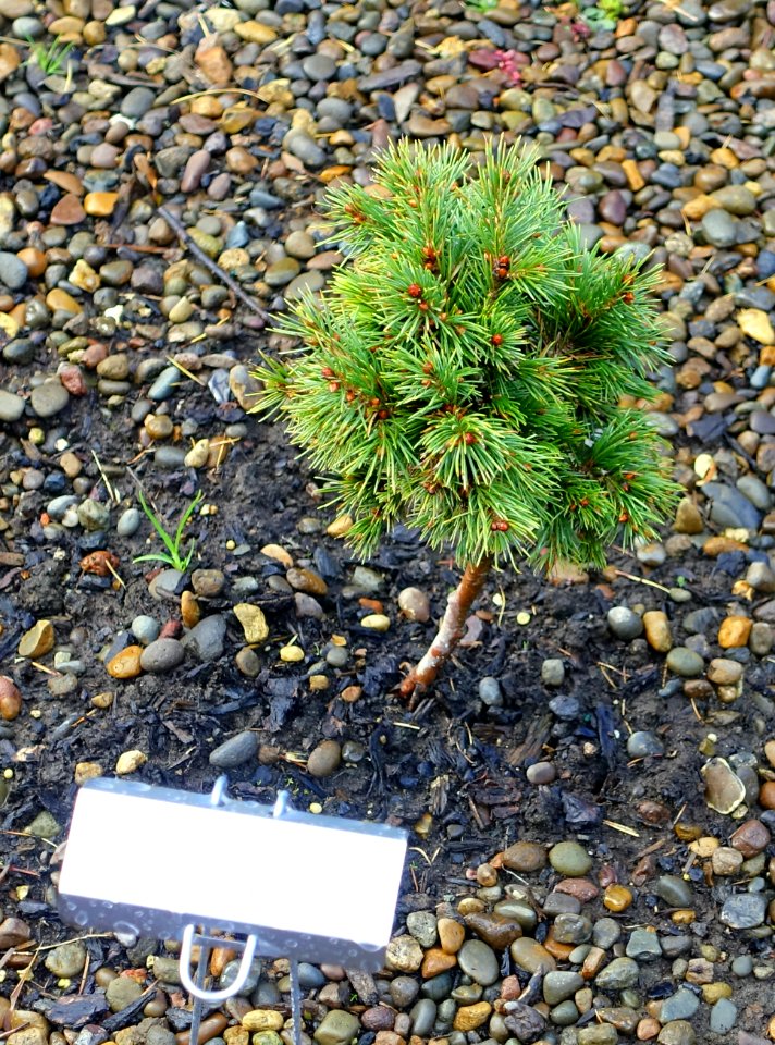 Picea smithiana - Oregon Garden - Silverton, Oregon - DSC00238