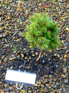 Picea smithiana - Oregon Garden - Silverton, Oregon - DSC00238