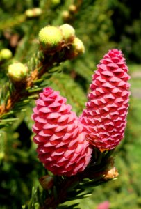 Picea abies 'Acrocona' - Morris Arboretum - DSC00453
