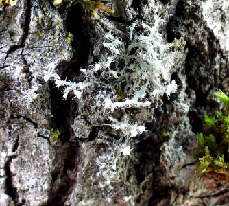 Physcia adscendens 83571721