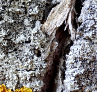 Physcia adscendens 80788464