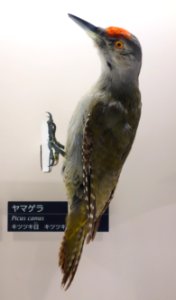 Picus canus - National Museum of Nature and Science, Tokyo - DSC07057 photo