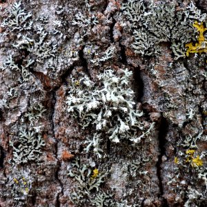 Physcia adscendens 100112059