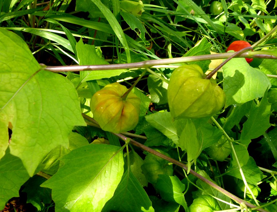 Physalis peruviana parc floral