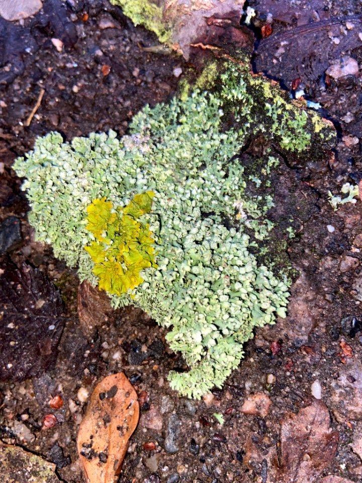 Physcia adscendens 108907196