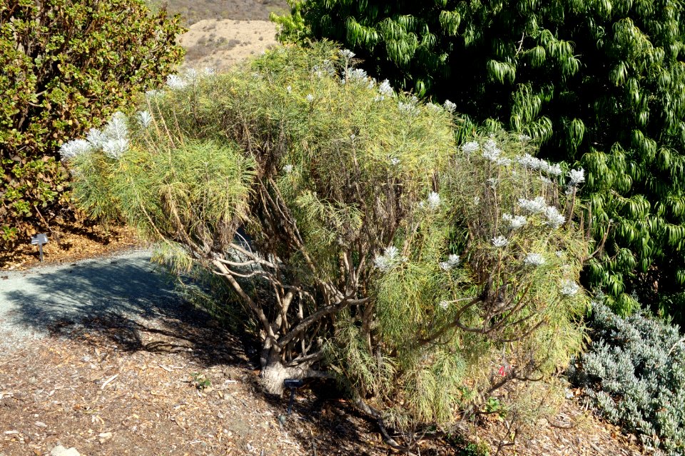 Phymaspermum acerosum (Athanasia acerosa) - Leaning Pine Arboretum - DSC05679