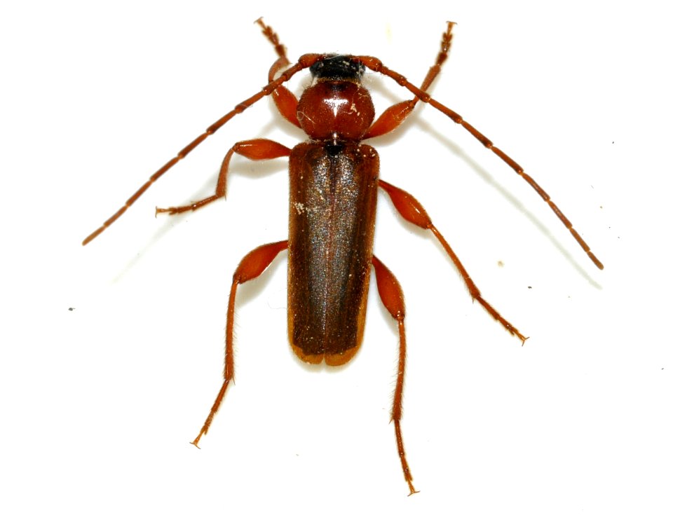 Phymatodes-testaceus-09-fws