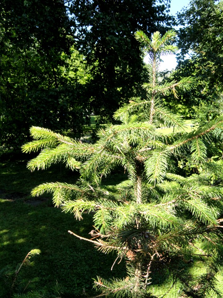 Picea schrenkiana - Botanical Garden in Kaisaniemi, Helsinki - DSC03469
