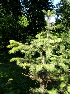 Picea schrenkiana - Botanical Garden in Kaisaniemi, Helsinki - DSC03469