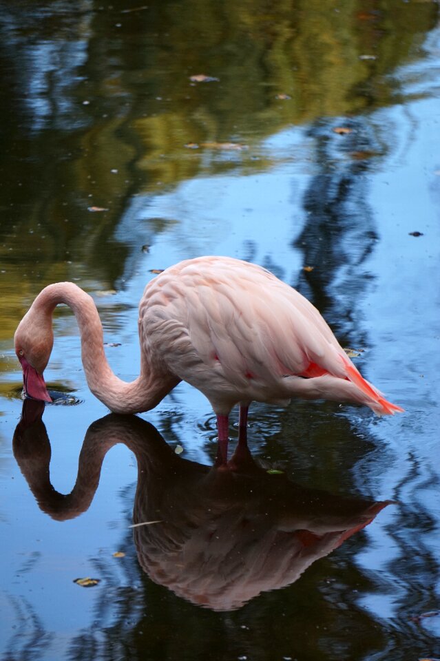 Pink bird pink flamingo