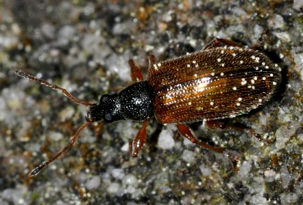 Phyllobius-oblongus-01-fws