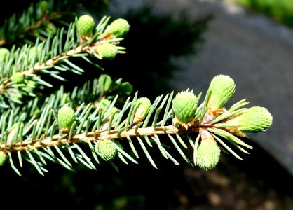 Picea mariana - Stanley M. Rowe Arboretum - DSC03481