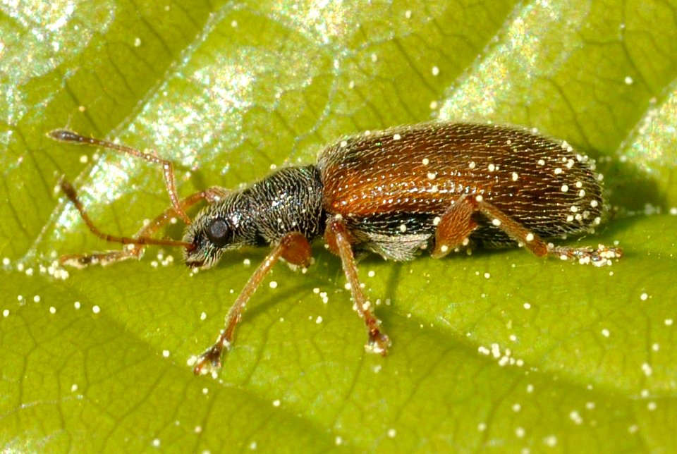Phyllobius-oblongus-06-fws