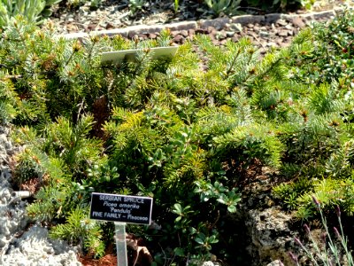 Picea omorika 'Pendula' - Bartholdi Park - Washington, DC - DSC09454