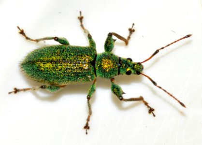 Phyllobius-arborator-11-fws