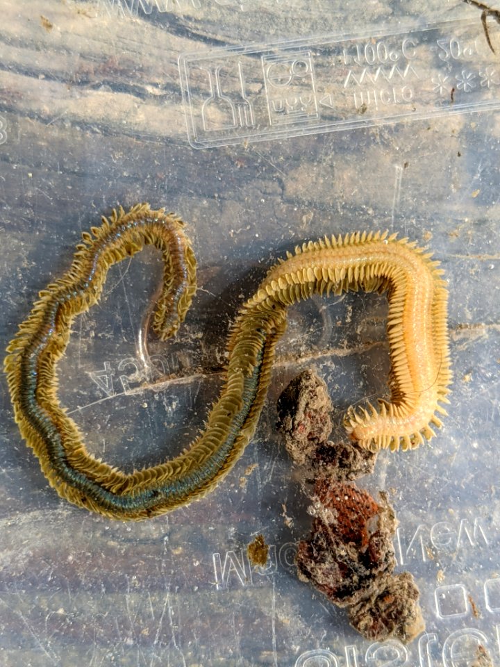 Phyllodoce medipapillata 112584026