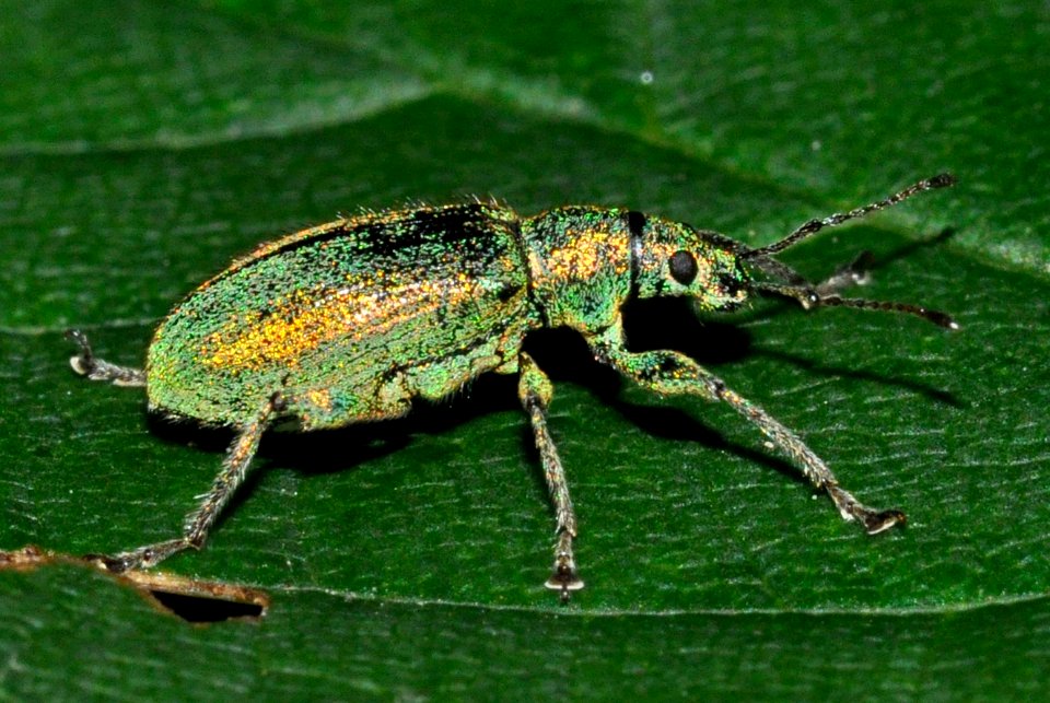 Phyllobius-arborator-05-fws