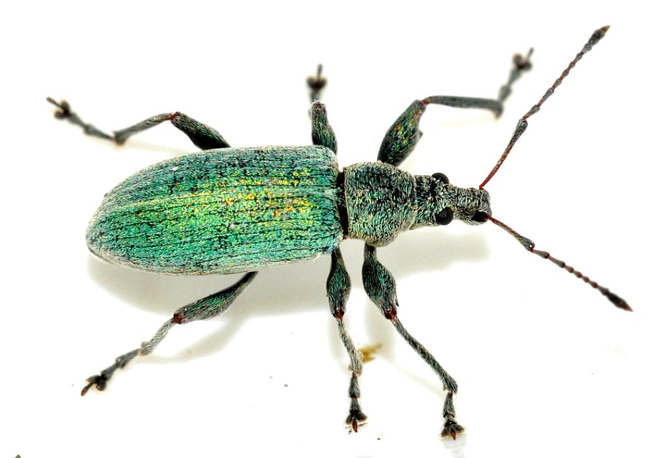Phyllobius-pomaceus-07-fws