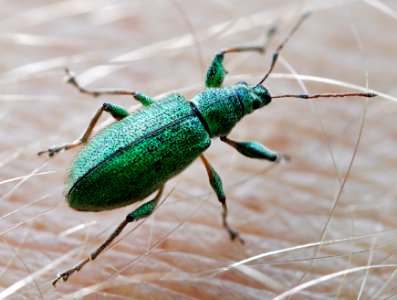 Phyllobius-arborator-01-fws
