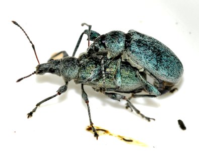 Phyllobius-pomaceus-06-fws