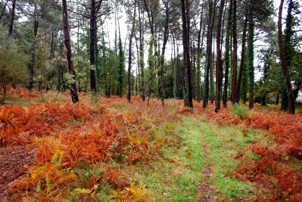 Piñeiros do colmeote a gandara naron a coruña galiza wikigl