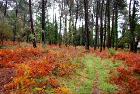 Piñeiros do colmeote a gandara naron a coruña galiza wikigl