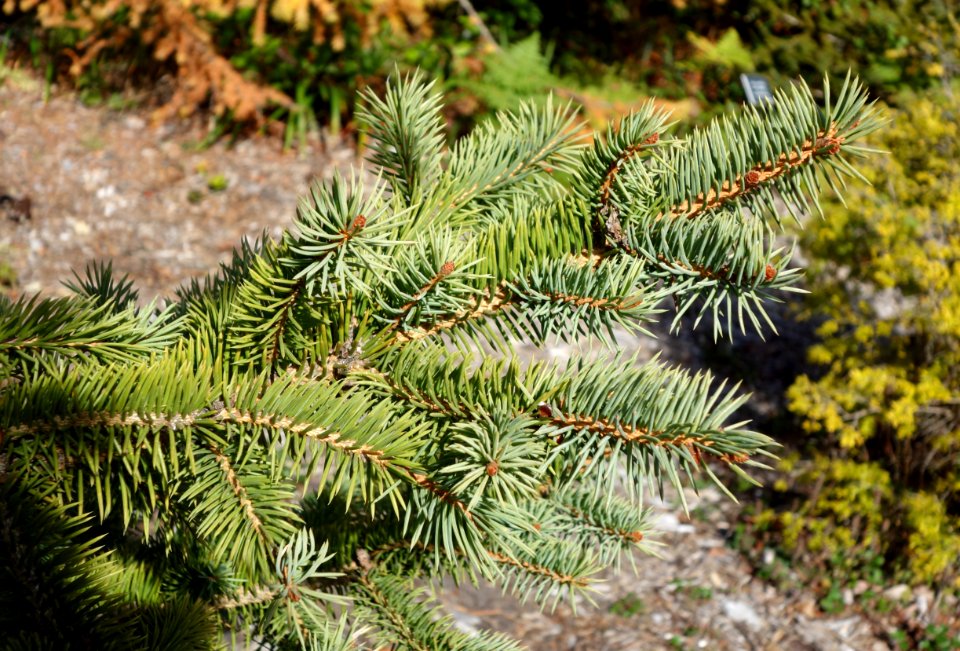 Picea chihuahuana - Mendocino Coast Botanical Gardens - DSC02068