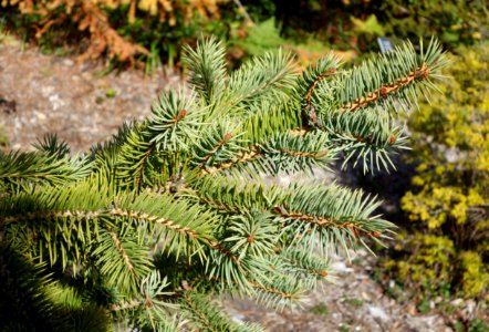 Picea chihuahuana - Mendocino Coast Botanical Gardens - DSC02068