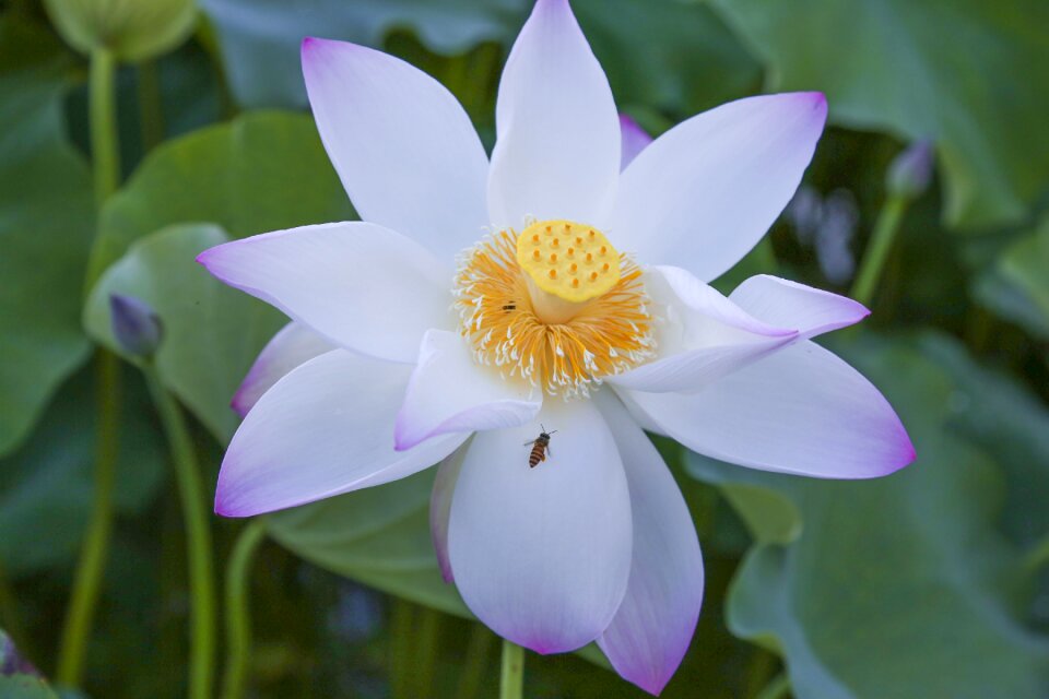 Lotus the scenery natural