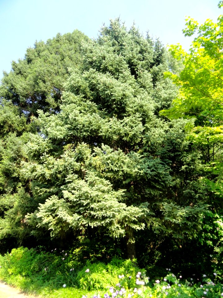 Picea asperata - Botanischer Garten, Frankfurt am Main - DSC03294