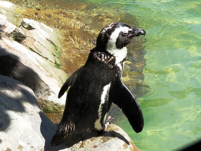 Penguin bird small