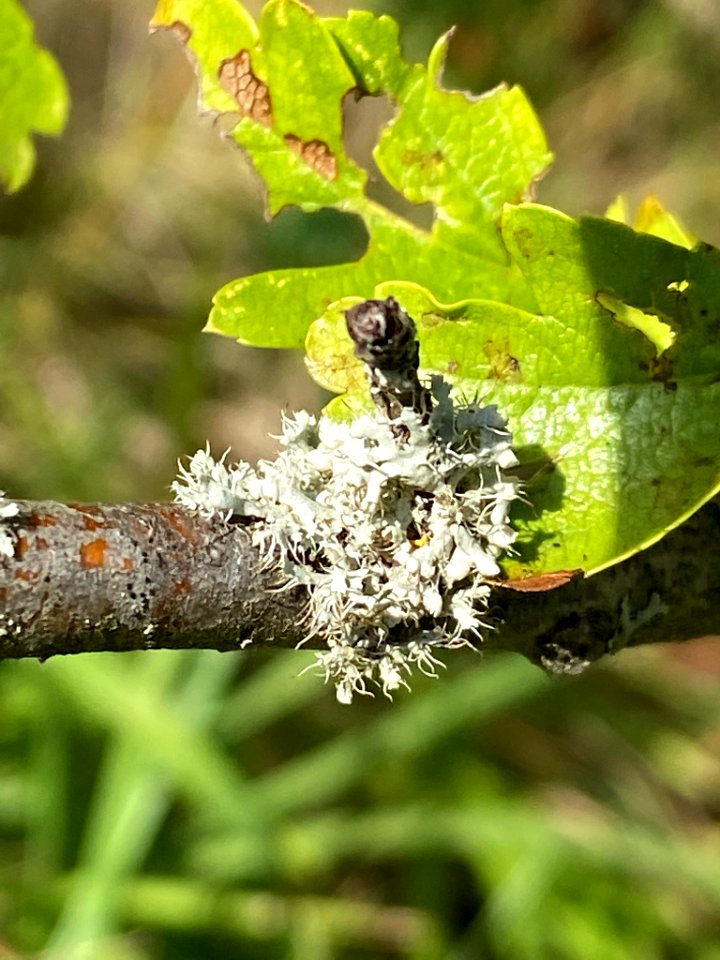 Physcia adscendens 95010403