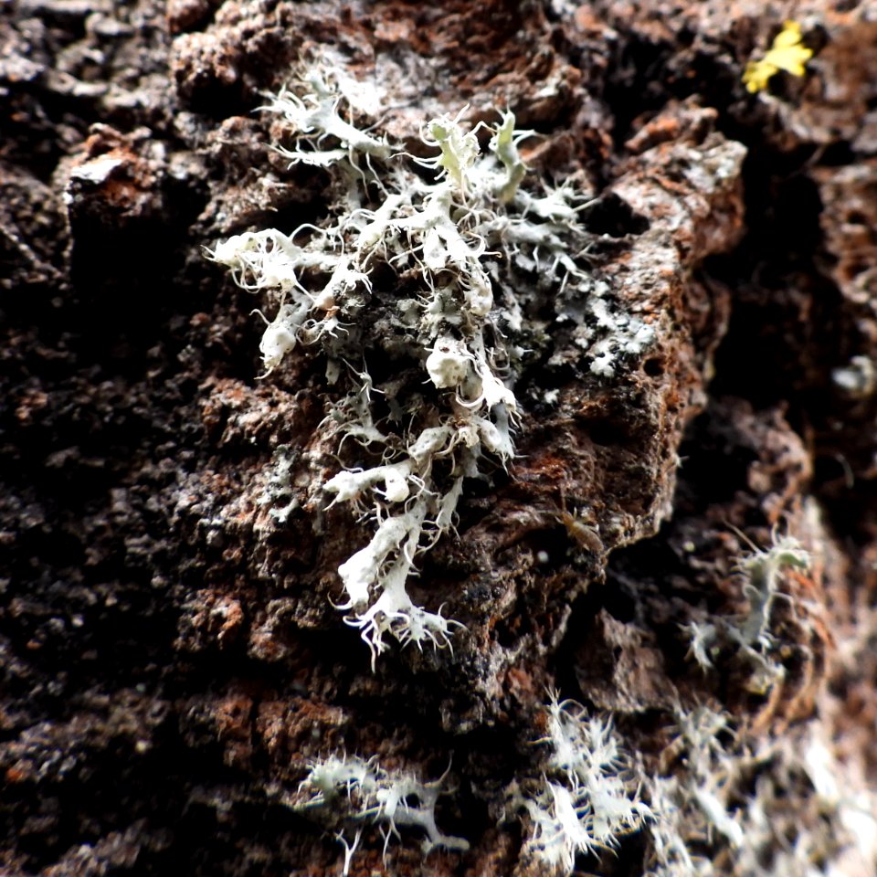 Physcia adscendens 116984647