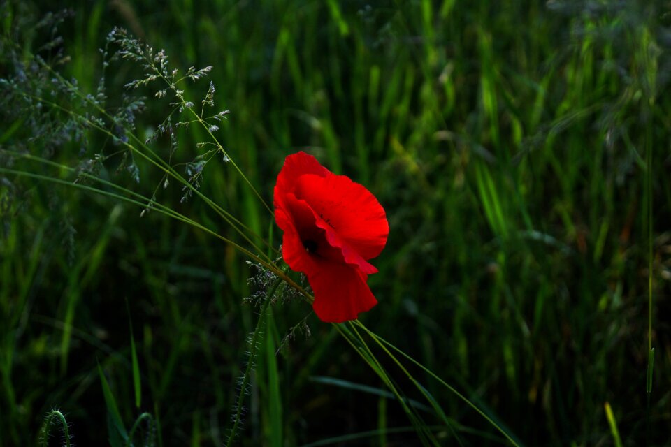 Color colour flora